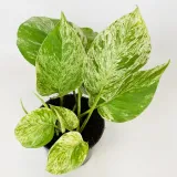 epipremnum-marble-queen-20cm-roslina-w-postaci-sadzonka-w-pojemniku-do-05l-rodzaj-rosliny-rosliny-zielone