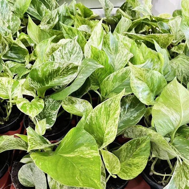 epipremnum-marble-queen-20cm-roslina-w-postaci-sadzonka-w-pojemniku-do-05l