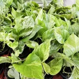 epipremnum-marble-queen-20cm-roslina-w-postaci-sadzonka-w-pojemniku-do-05l