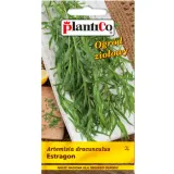 estragon-plantico