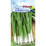 cebula-siedmiolatka-bajkal-polan