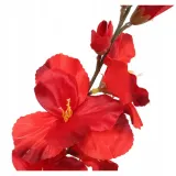 gladiola-czerwona-70cm-stan-nowy