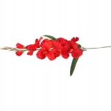 gladiola-czerwona-70cm-wysokosc-maksymalna-70-cm