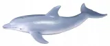 delfin-butlonosy
