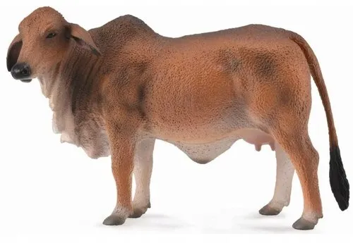krowa-czerwona-brahman-l
