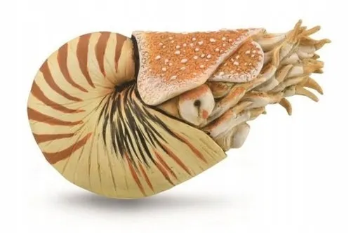 nautilus-pompilius