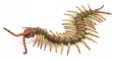 centipede