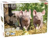 puzzle-piglets-swinki-1000