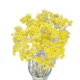 suszone-kocanki-piaskowe-zolte-niesmiertelnik-helichrysum-bukiet