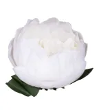 peonia-glowka-biala