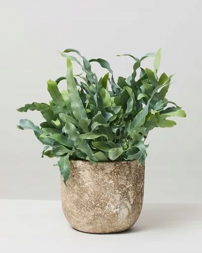 phlebodium-aureum-blue-star-piekna-paproc-kod-producenta-phlebodium-aureum-blue-star