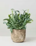 phlebodium-aureum-blue-star-piekna-paproc-kod-producenta-phlebodium-aureum-blue-star
