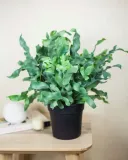 phlebodium-aureum-blue-star-piekna-paproc-odmiana-phlebodium-aureum-blue-star