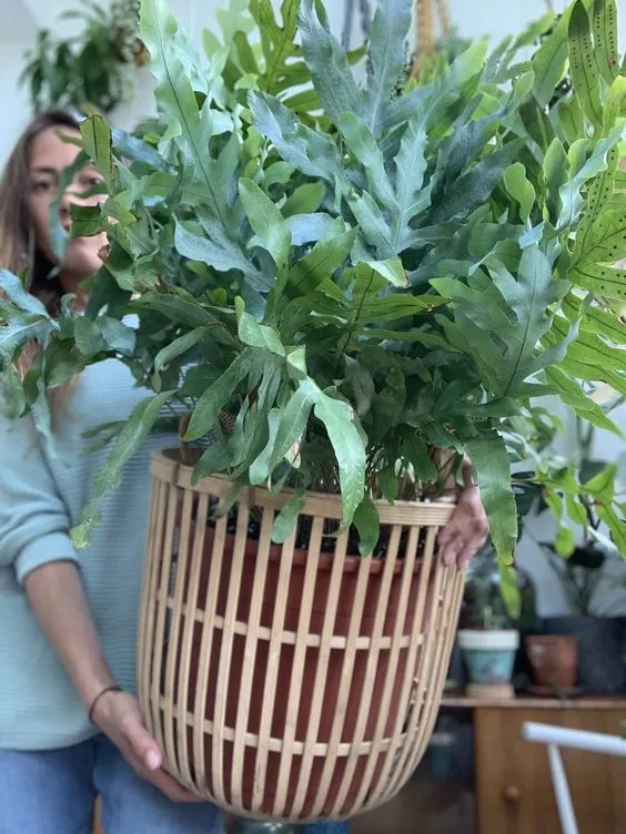 phlebodium-aureum-blue-star-piekna-paproc-rodzaj-rosliny-rosliny-zielone