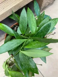 hoja-or-hoya-gracilis