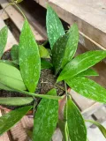 hoja-or-hoya-gracilis-rodzaj-rosliny-rosliny-zielone