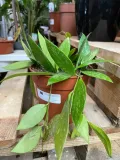 hoja-or-hoya-gracilis-rodzaj-rosliny-rosliny-zielone