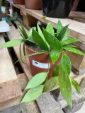 hoja-or-hoya-gracilis-rodzaj-rosliny-rosliny-zielone