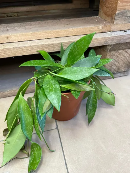hoja-or-hoya-gracilis-rodzaj-rosliny-rosliny-zielone