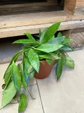 hoja-or-hoya-gracilis-rodzaj-rosliny-rosliny-zielone