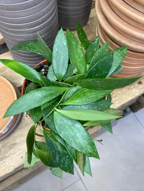hoja-or-hoya-gracilis-rodzaj-rosliny-rosliny-zielone