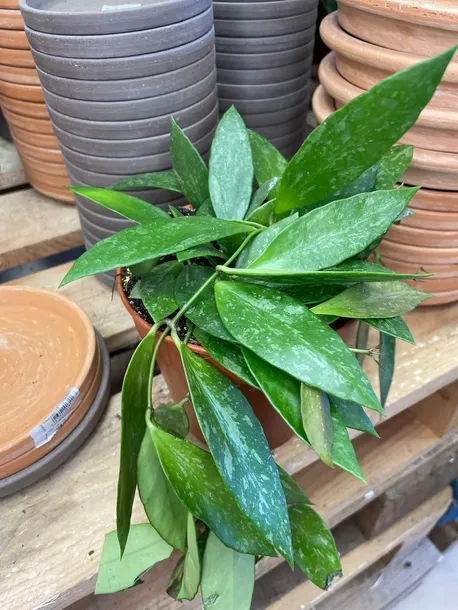 hoja-or-hoya-gracilis-rodzaj-rosliny-rosliny-zielone