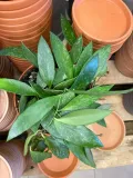 hoja-or-hoya-gracilis-rodzaj-rosliny-rosliny-zielone