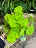 begonia-beleaf-lima-love