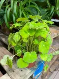 begonia-beleaf-lima-love-rodzaj-rosliny-rosliny-zielone