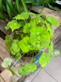 begonia-beleaf-lima-love-rodzaj-rosliny-rosliny-zielone