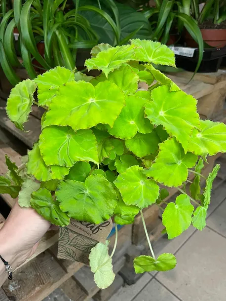 begonia-beleaf-lima-love-rodzaj-rosliny-rosliny-zielone