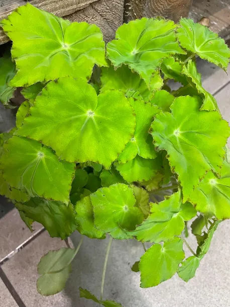 begonia-beleaf-lima-love-rodzaj-rosliny-rosliny-zielone