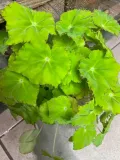 begonia-beleaf-lima-love-rodzaj-rosliny-rosliny-zielone