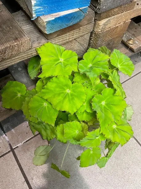 begonia-beleaf-lima-love-rodzaj-rosliny-rosliny-zielone