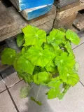 begonia-beleaf-lima-love-rodzaj-rosliny-rosliny-zielone
