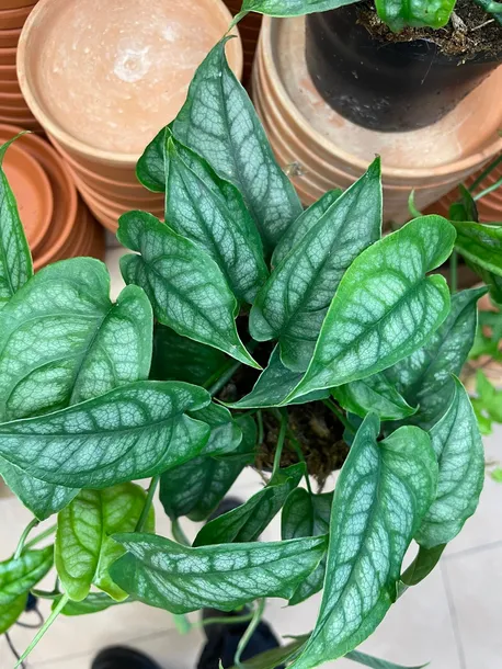 monstera-siltepecana-gesta