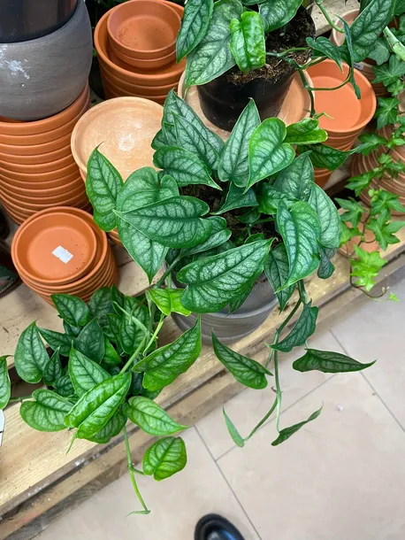 monstera-siltepecana-gesta-rodzaj-rosliny-rosliny-zielone