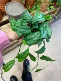 monstera-siltepecana-gesta-rodzaj-rosliny-rosliny-zielone