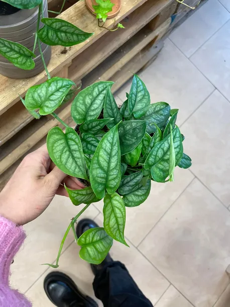 monstera-siltepecana-gesta-rodzaj-rosliny-rosliny-zielone