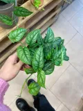 monstera-siltepecana-gesta-rodzaj-rosliny-rosliny-zielone