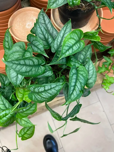 monstera-siltepecana-gesta-rodzaj-rosliny-rosliny-zielone