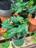 monstera-siltepecana-gesta-rodzaj-rosliny-rosliny-zielone