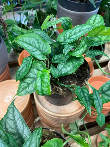 monstera-siltepecana-gesta-rodzaj-rosliny-rosliny-zielone