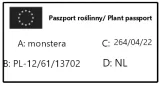 monstera-siltepecana-gesta-rodzaj-rosliny-rosliny-zielone