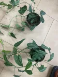 monstera-siltepecana-gesta-rodzaj-rosliny-rosliny-zielone