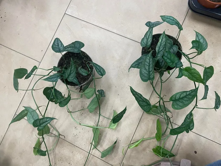 monstera-siltepecana-gesta-rodzaj-rosliny-rosliny-zielone