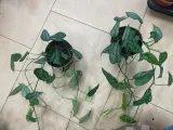 monstera-siltepecana-gesta-rodzaj-rosliny-rosliny-zielone