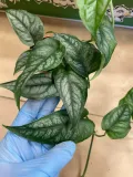 monstera-siltepecana-maluch