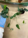 monstera-siltepecana-maluch-rodzaj-rosliny-rosliny-zielone