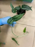 monstera-siltepecana-maluch-rodzaj-rosliny-rosliny-zielone